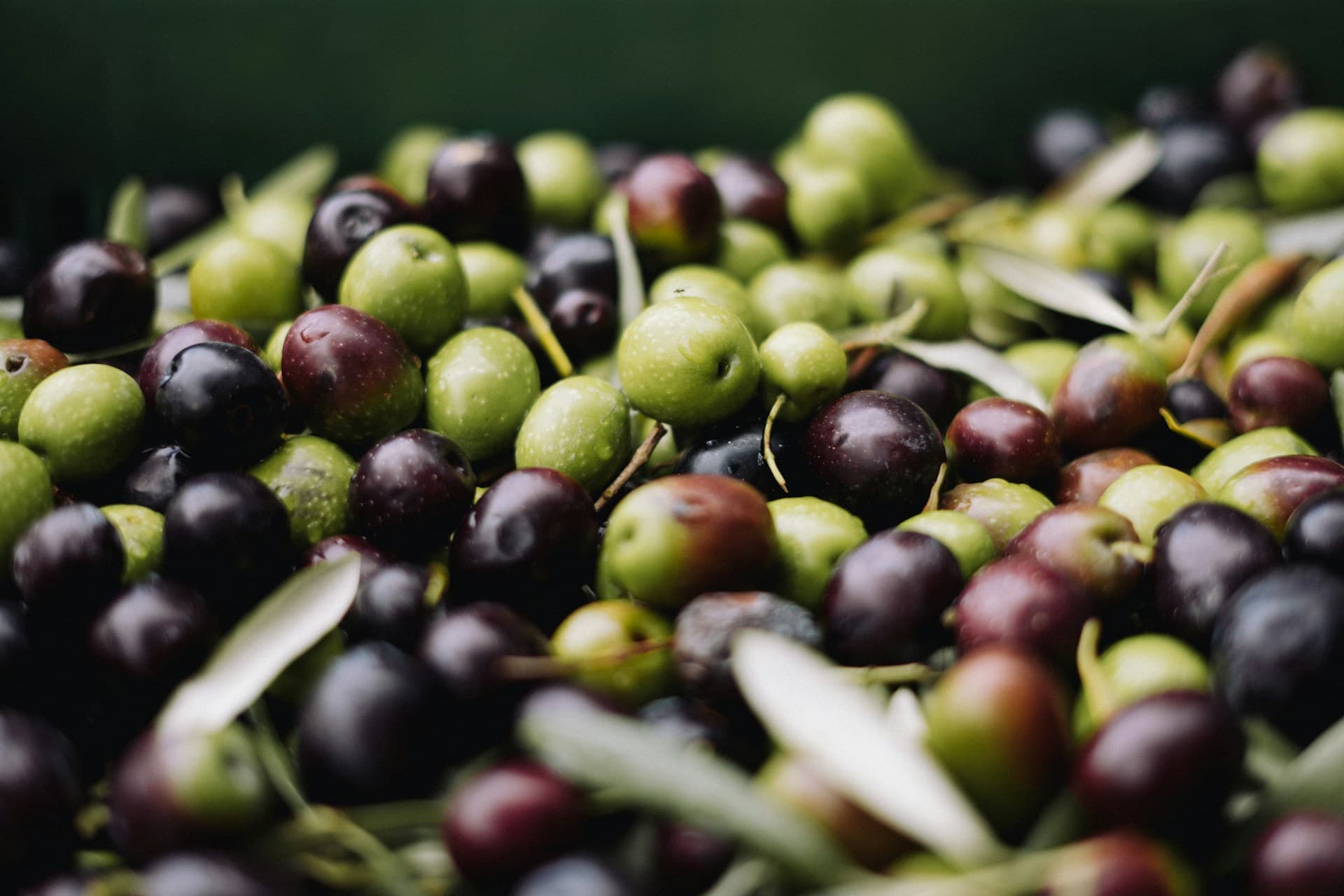 Cuándo empieza la temporada de la aceituna